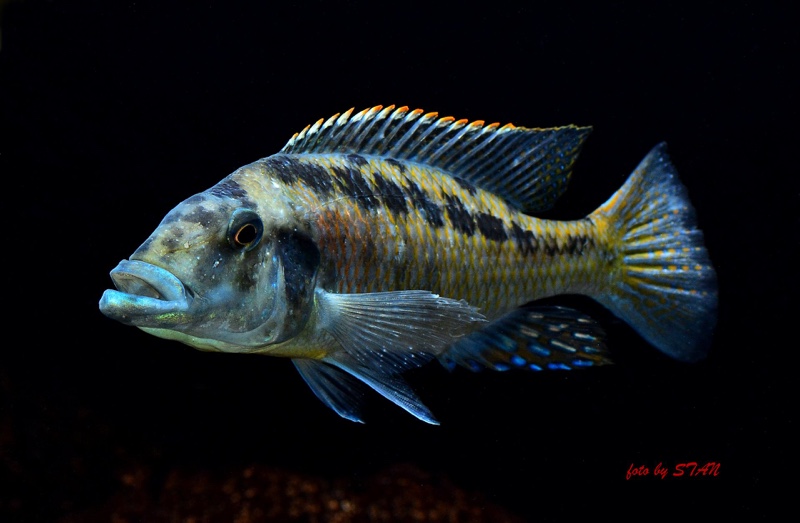Lichnochromis acuticeps